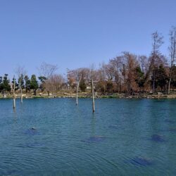 １０匹／ｈ超　～フィッシングパーク高島の泉～